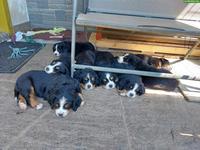 Schön gezeichnete Berner Sennenhund Welpen