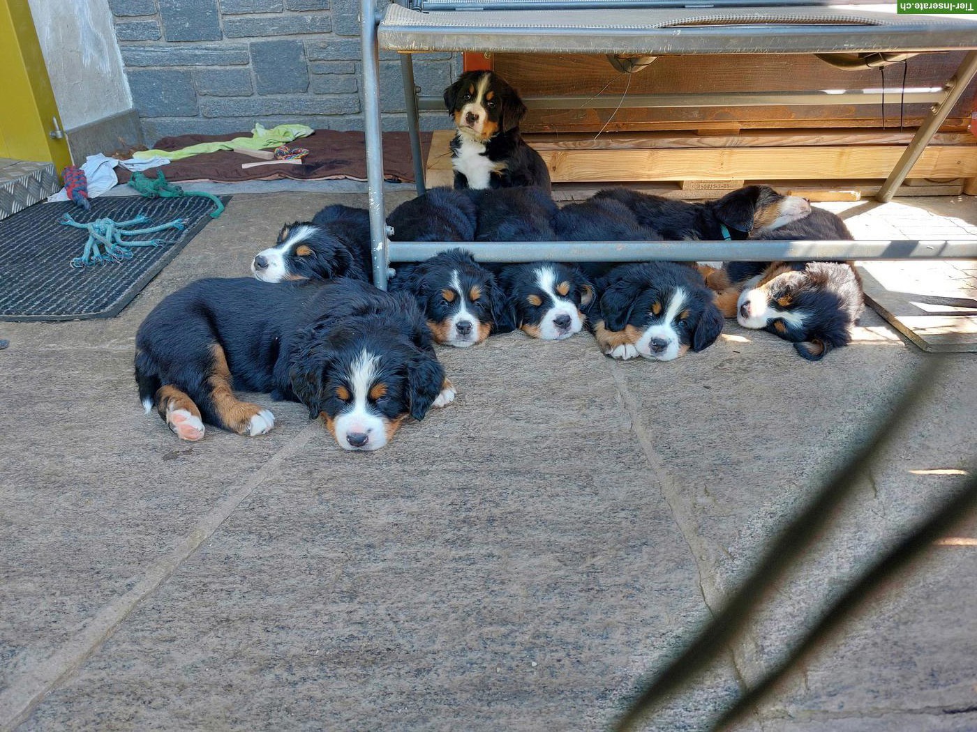 Bild 2: Schön gezeichnete Berner Sennenhund Welpen