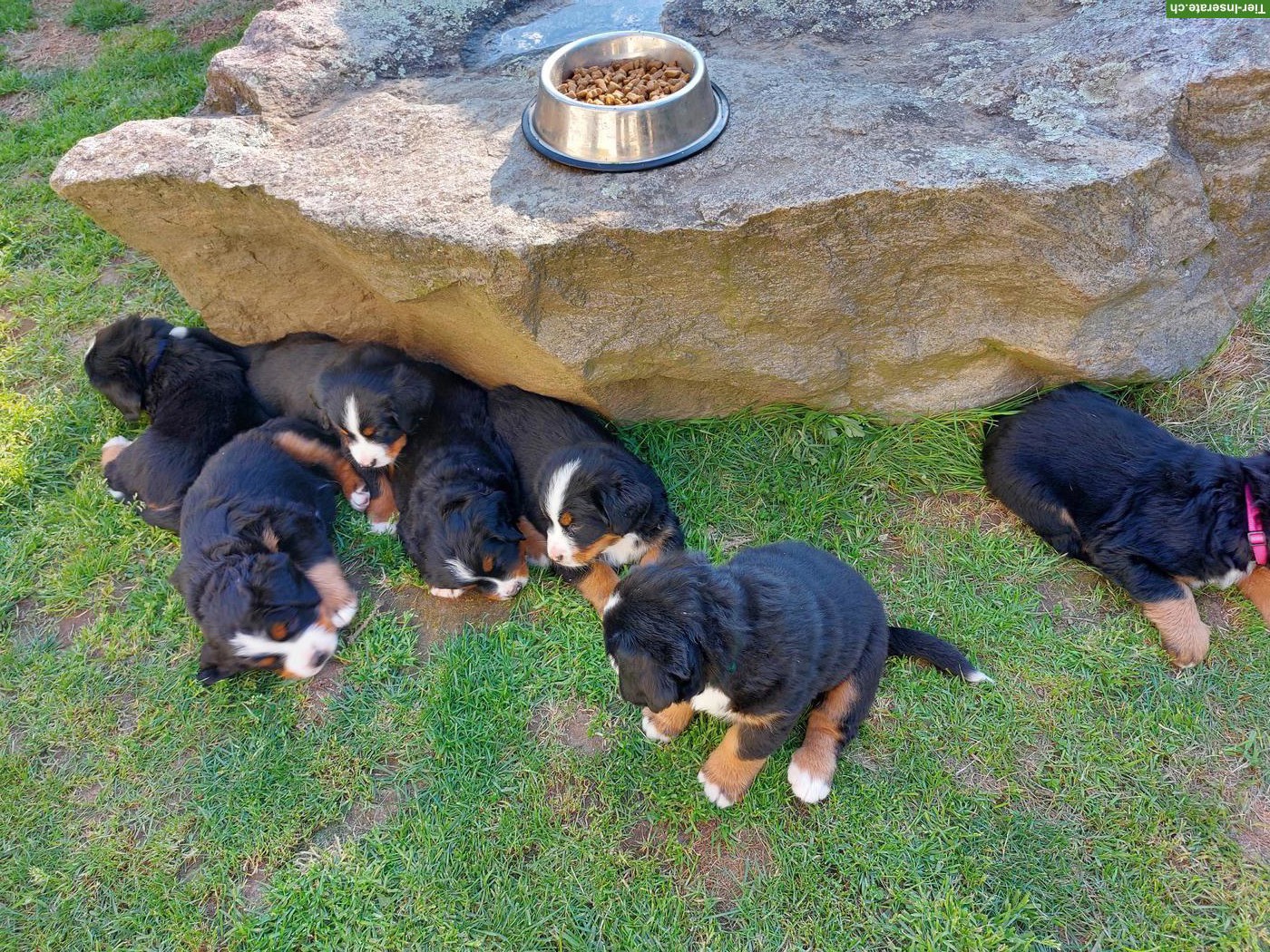 Bild 3: Schön gezeichnete Berner Sennenhund Welpen