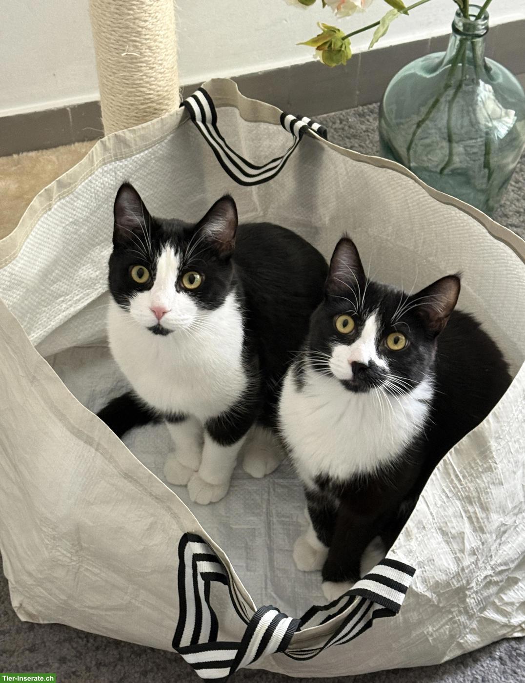 2 junge Kater suchen gemeinsam ein liebevolles, ländliches Zuhause