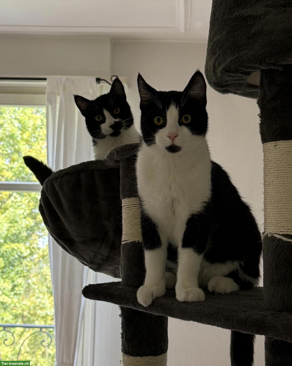 Bild 2: 2 junge Kater suchen gemeinsam ein liebevolles, ländliches Zuhause