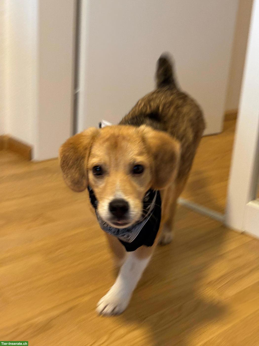 Mischlingsrüde, kleiner Ari mit riesigem Herz