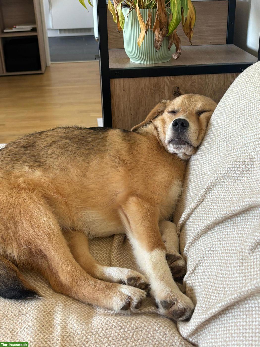 Bild 2: Mischlingsrüde, kleiner Ari mit riesigem Herz