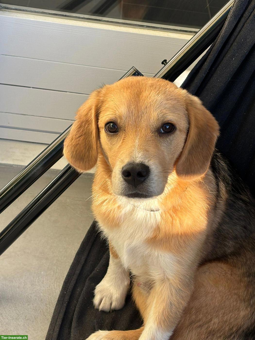 Bild 3: Mischlingsrüde, kleiner Ari mit riesigem Herz