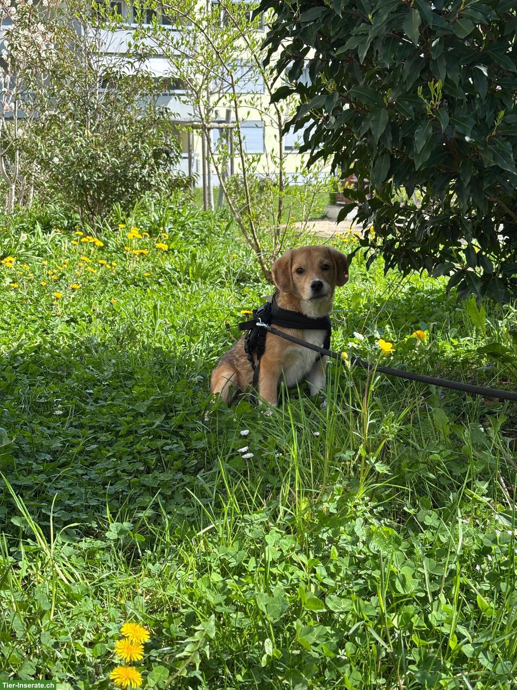 Bild 4: Mischlingsrüde, kleiner Ari mit riesigem Herz