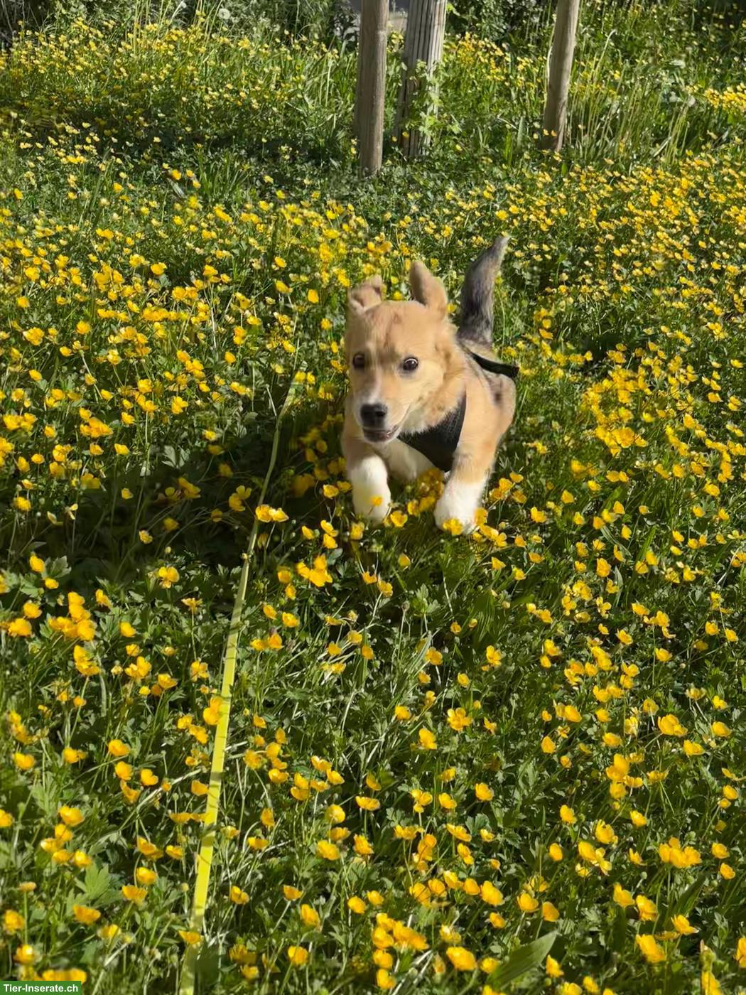 Bild 5: Mischlingsrüde, kleiner Ari mit riesigem Herz