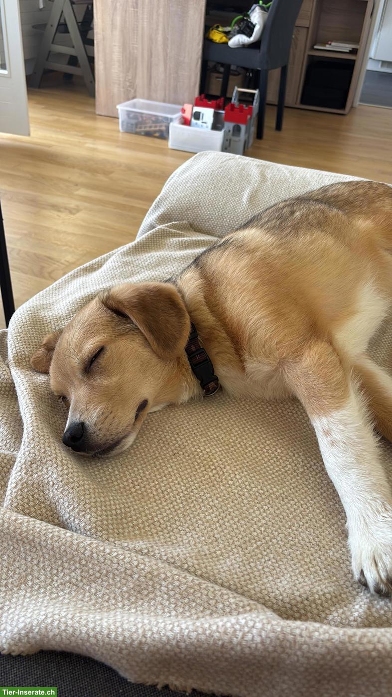 Bild 6: Mischlingsrüde, kleiner Ari mit riesigem Herz