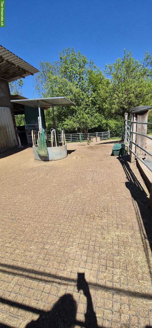 Bild 2: Offenstallteil zur Selbst- oder Teilselbstversorgung in Egg b. ZH