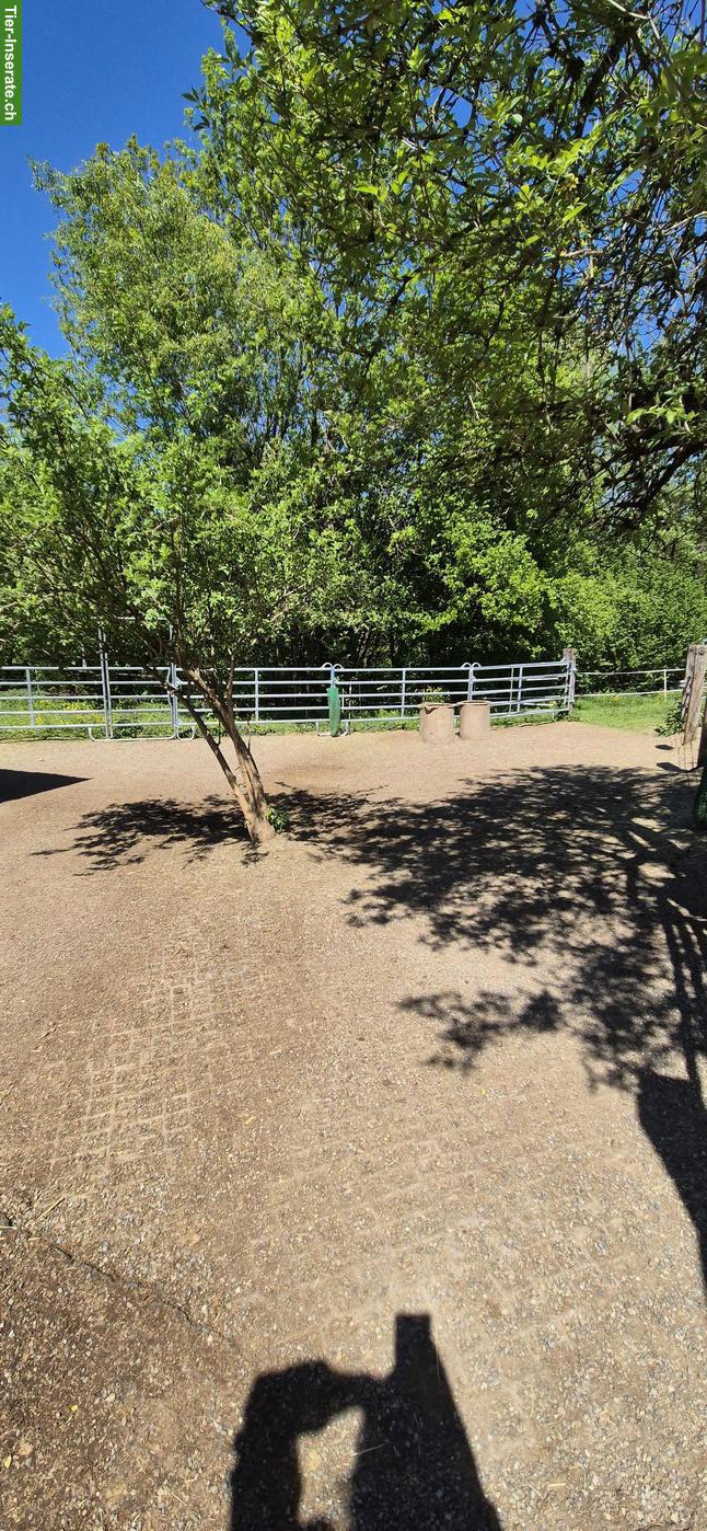 Bild 3: Offenstallteil zur Selbst- oder Teilselbstversorgung in Egg b. ZH