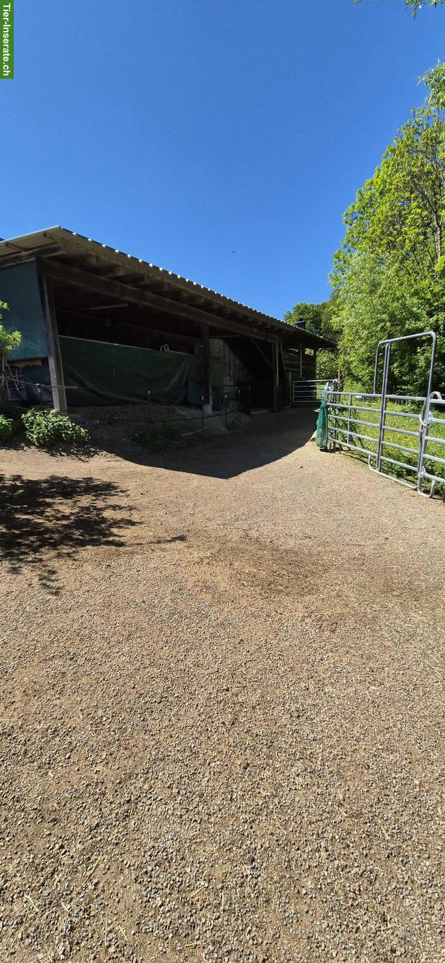 Bild 5: Offenstallteil zur Selbst- oder Teilselbstversorgung in Egg b. ZH