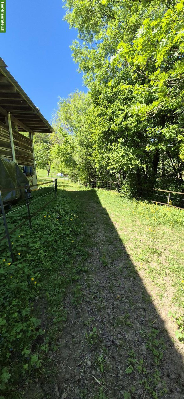 Bild 6: Offenstallteil zur Selbst- oder Teilselbstversorgung in Egg b. ZH