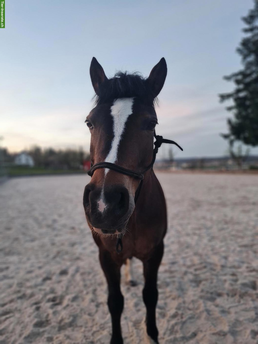 Reitbeteiligung in Fällanden ZH für Welsh B x Haflinger Mix Pony