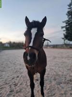 Reitbeteiligung in Fällanden ZH für Welsh B x Haflinger Mix Pony