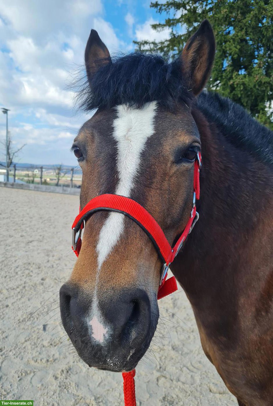 Bild 2: Reitbeteiligung in Fällanden ZH für Welsh B x Haflinger Mix Pony