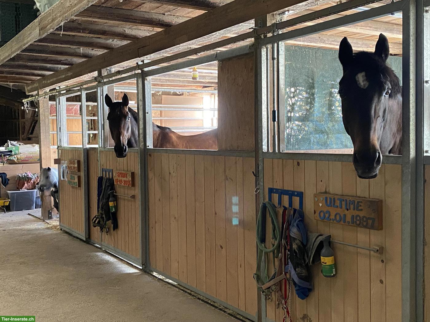 Bild 2: 2 Auslaufboxen frei auf Bio-Bauernhof in Hellikon AG