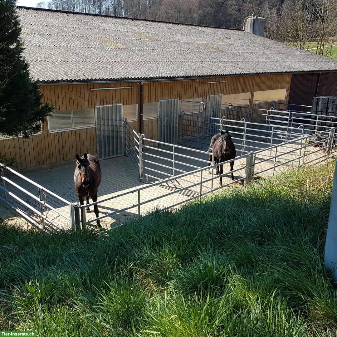 Bild 3: 2 Auslaufboxen frei auf Bio-Bauernhof in Hellikon AG