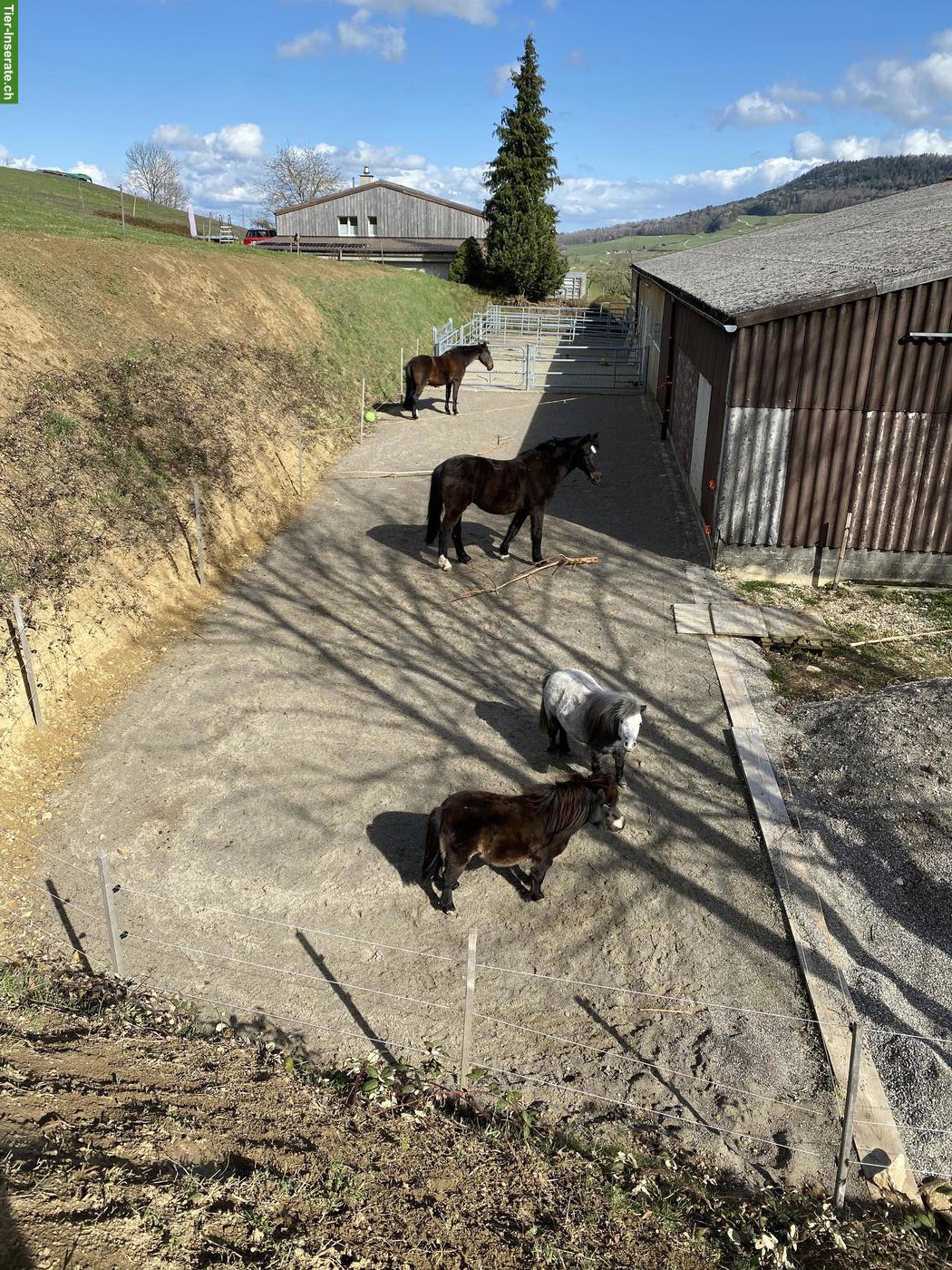Bild 4: 2 Auslaufboxen frei auf Bio-Bauernhof in Hellikon AG
