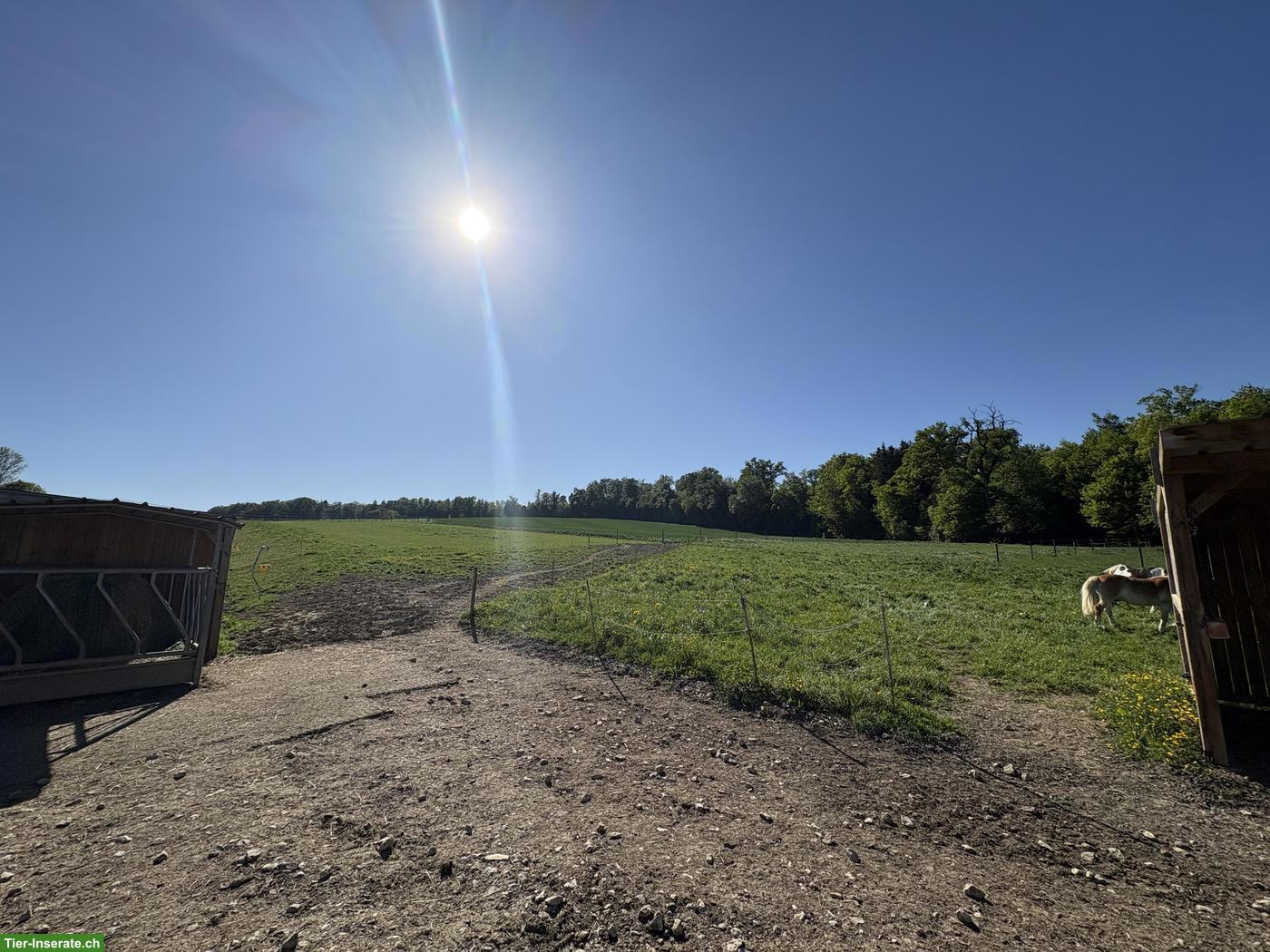 Offenstallplatz für Wallach im Biederthal in Frankreich