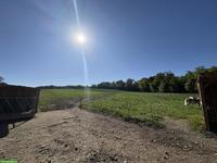 Offenstallplatz für Wallach im Biederthal in Frankreich