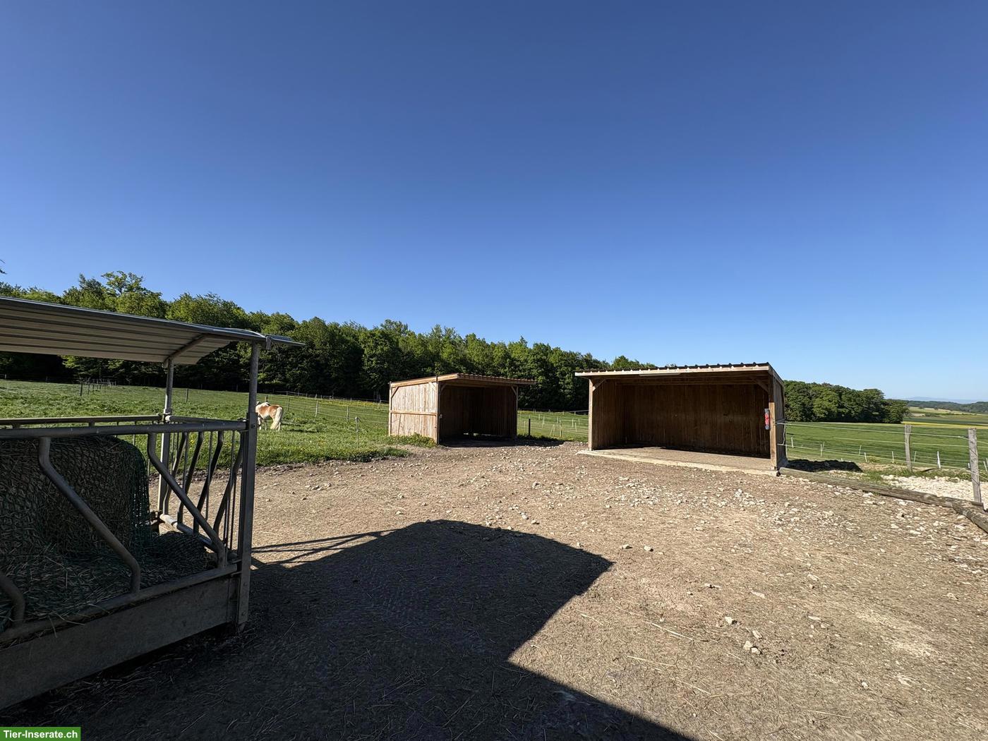 Bild 2: Offenstallplatz für Wallach im Biederthal in Frankreich