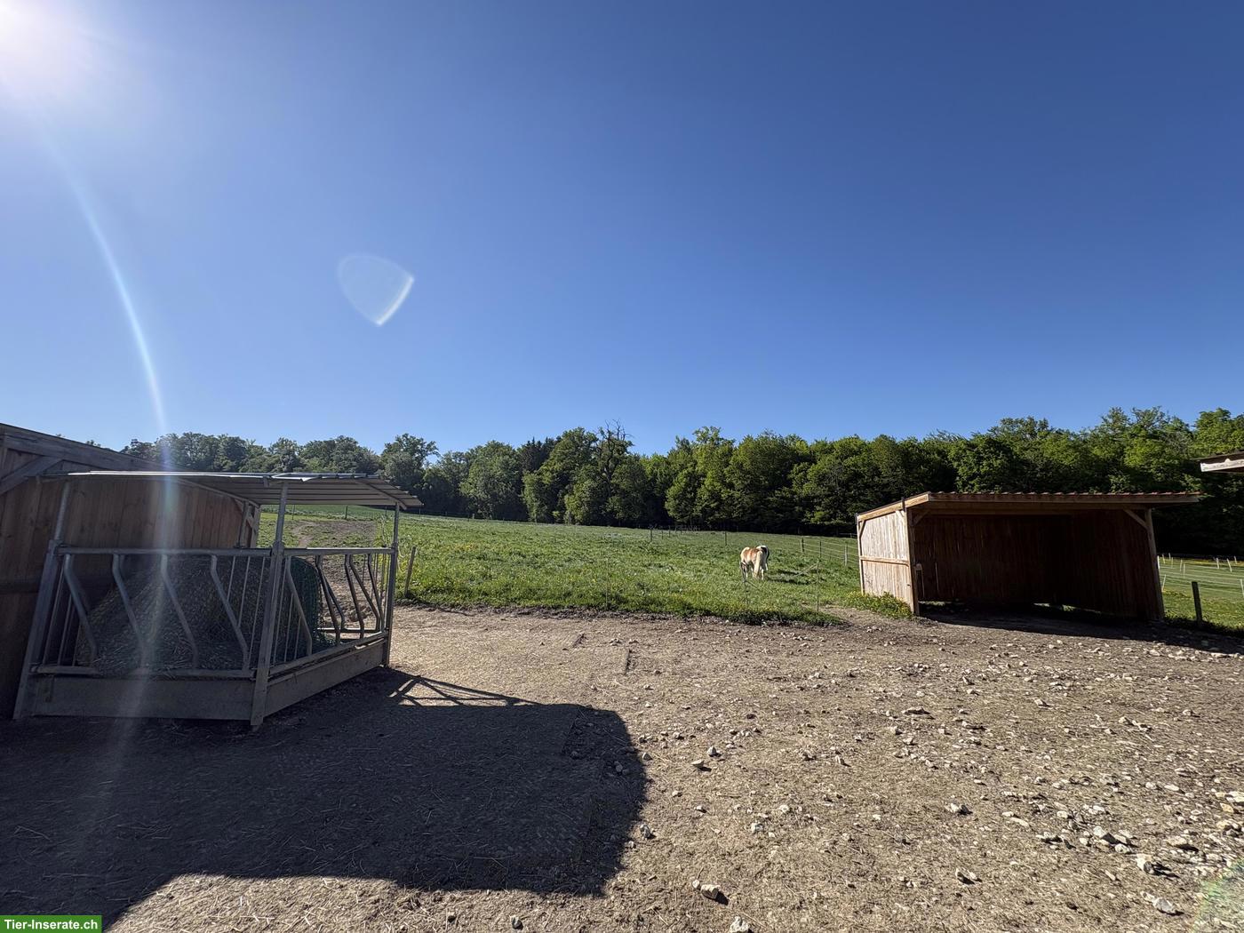 Bild 3: Offenstallplatz für Wallach im Biederthal in Frankreich