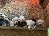 Labrador Mischlingswelpen ab Juni abzugeben