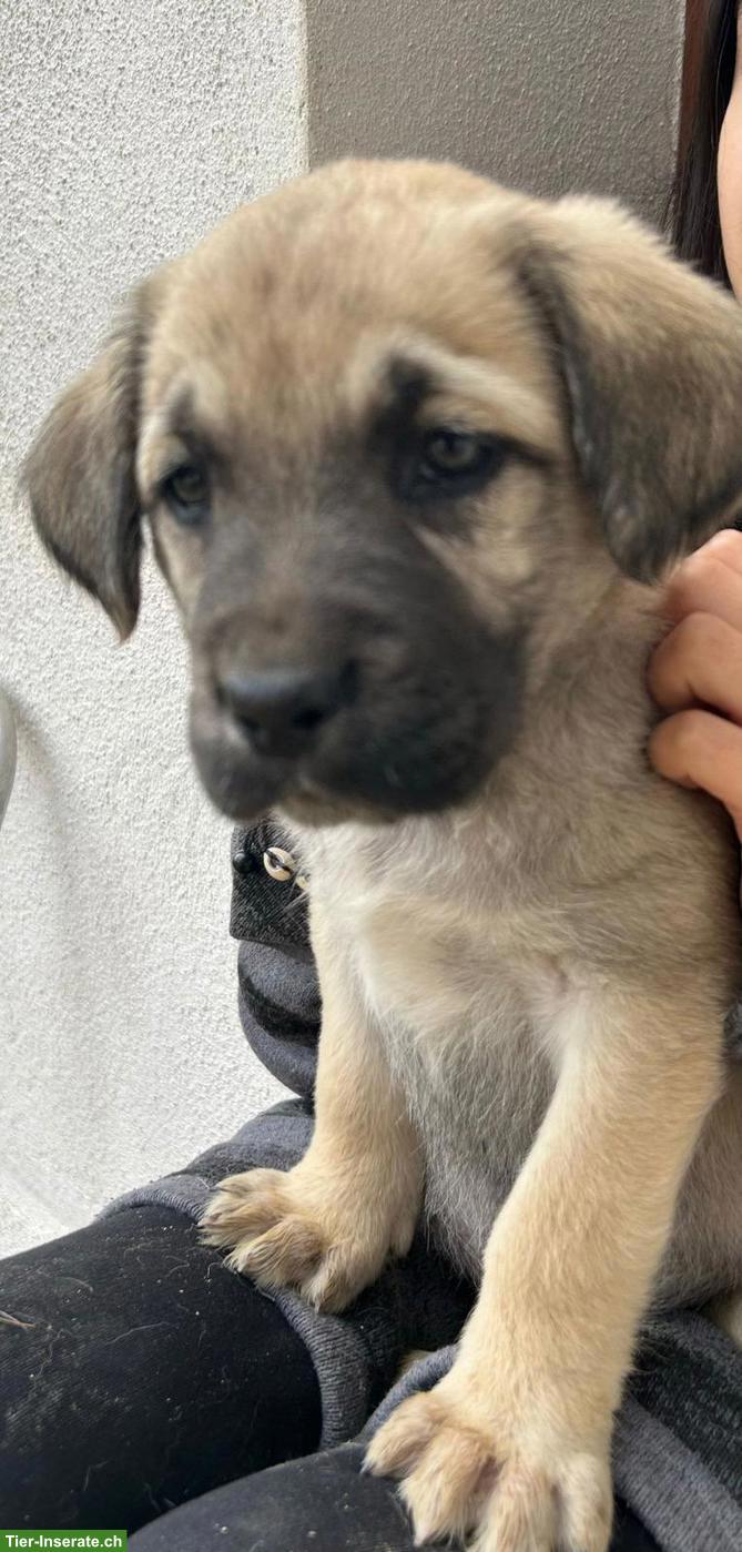 Bild 2: Labrador Mischlingswelpen ab Juni abzugeben