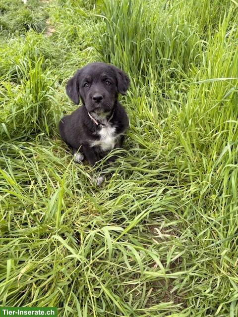 Bild 3: Labrador Mischlingswelpen ab Juni abzugeben