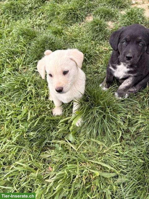 Bild 4: Labrador Mischlingswelpen ab Juni abzugeben