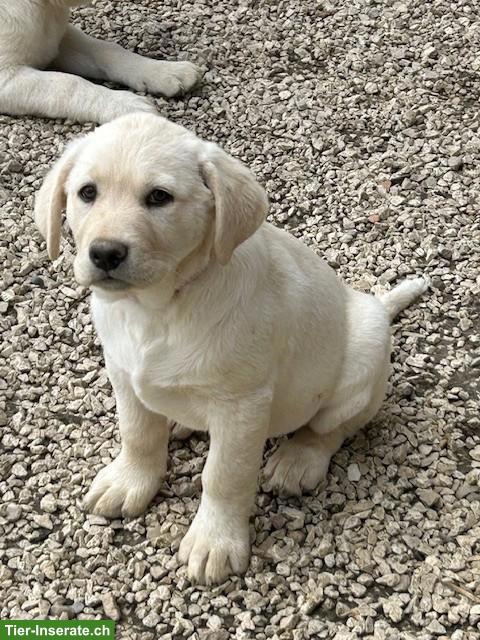 Bild 5: Labrador Mischlingswelpen ab Juni abzugeben