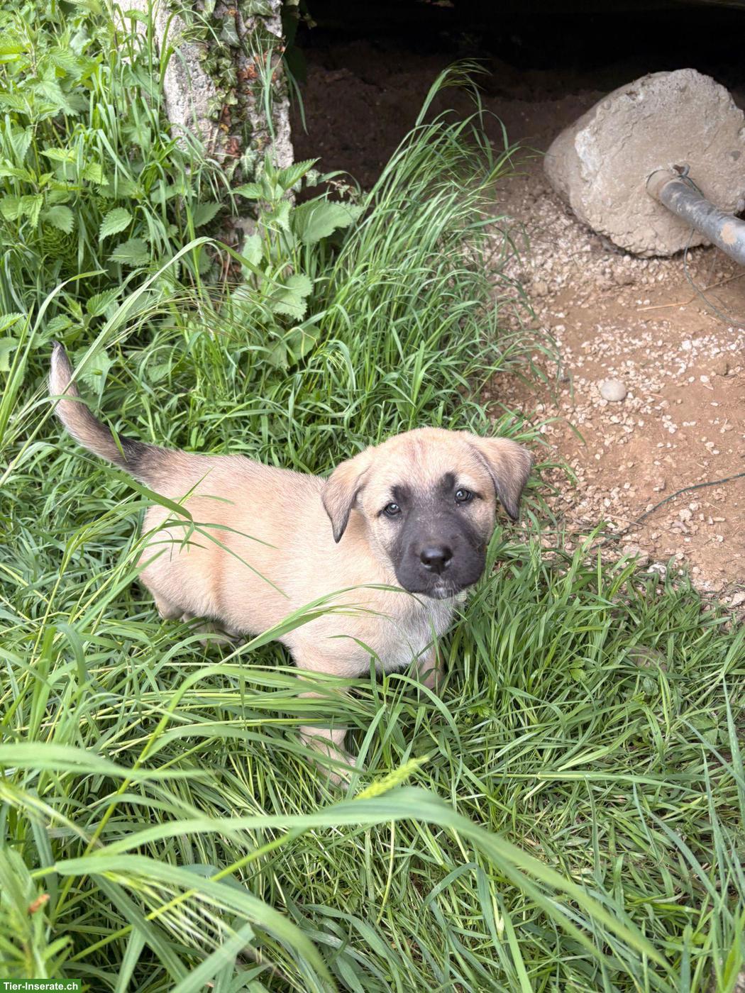 Bild 6: Labrador Mischlingswelpen ab Juni abzugeben