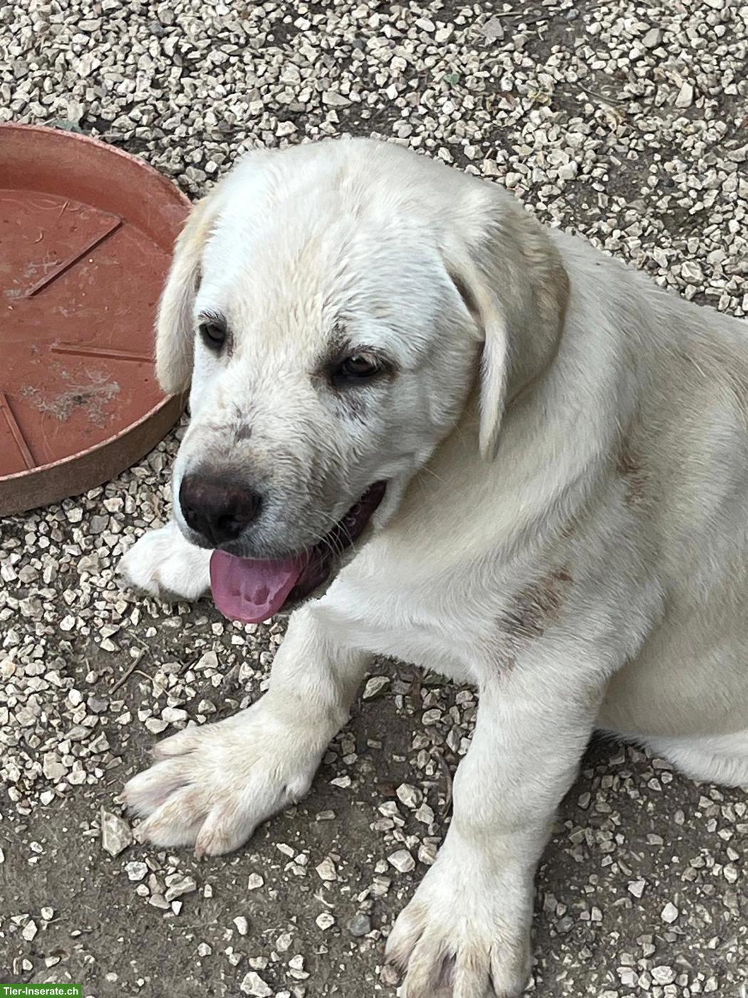 Bild 7: Labrador Mischlingswelpen ab Juni abzugeben