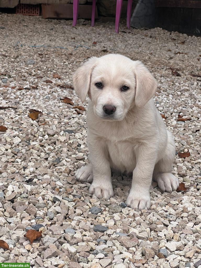 Bild 8: Labrador Mischlingswelpen ab Juni abzugeben