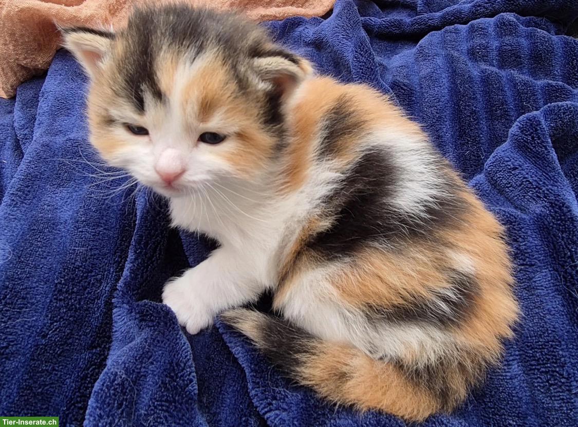 Neva Masquarade Kitten