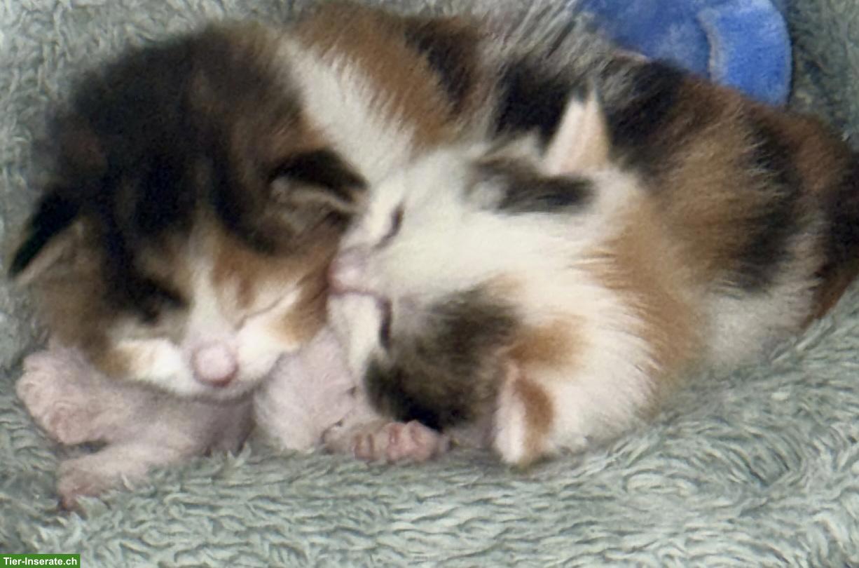 Bild 2: Neva Masquarade Kitten