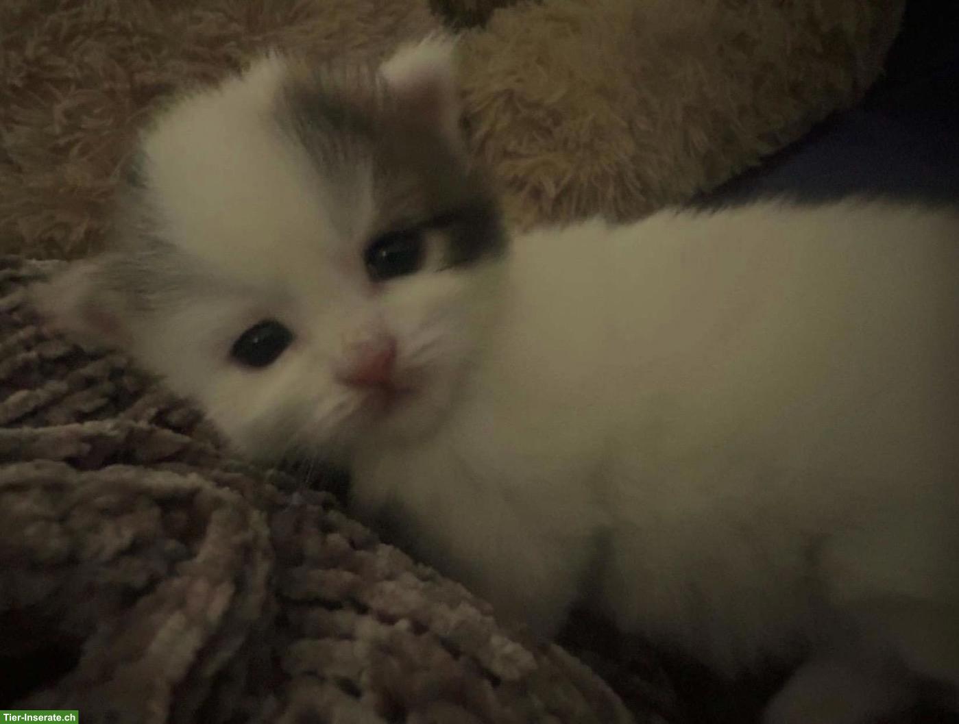 Bild 3: Neva Masquarade Kitten