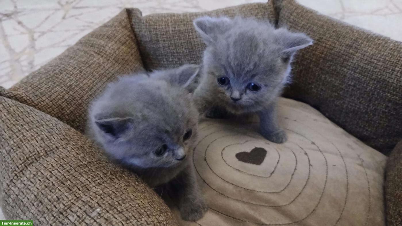Britische Kurzhaar Kitten abzugeben