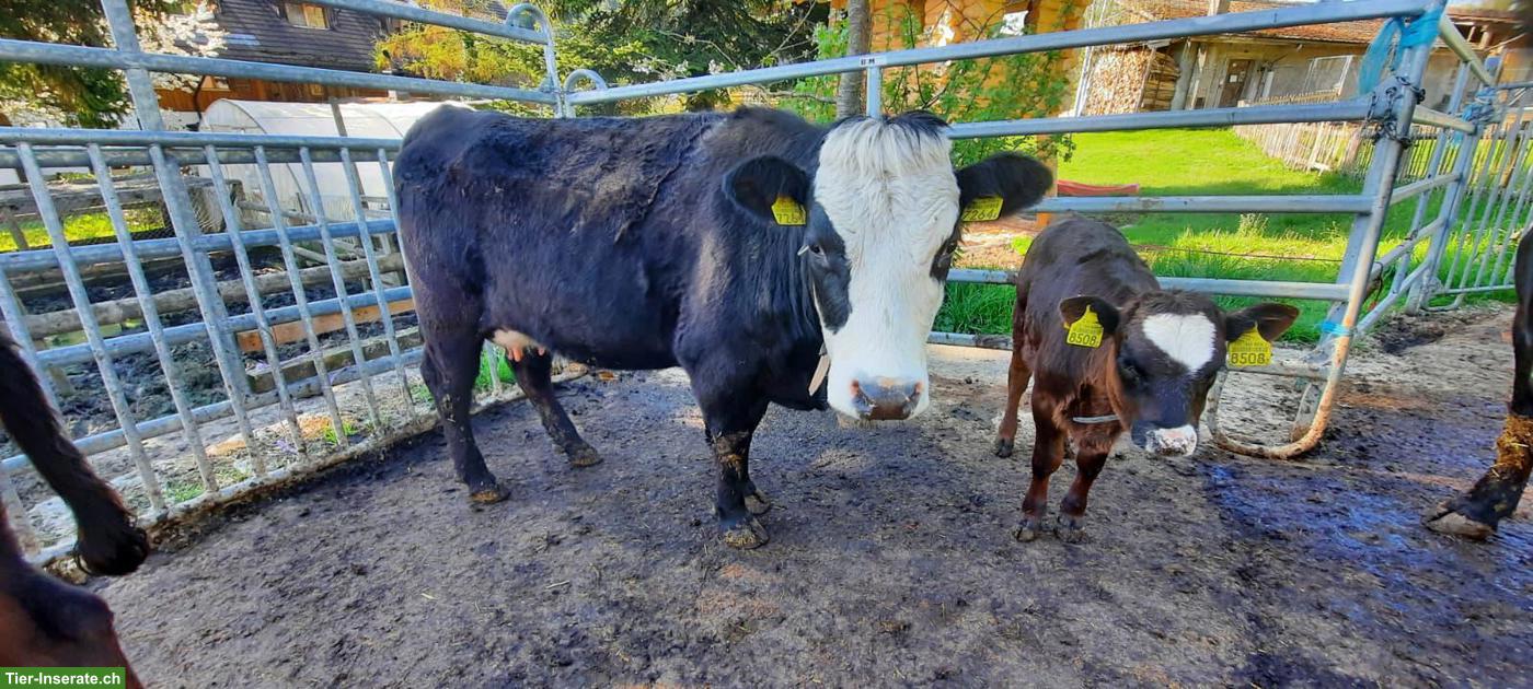 Mini-Hereford Kleinkuh mit Kalb zu verkaufen