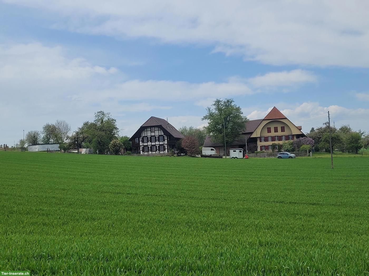 Bild 2: Stallteil für Selbstversorger zu vermieten in Wohlen bei Bern