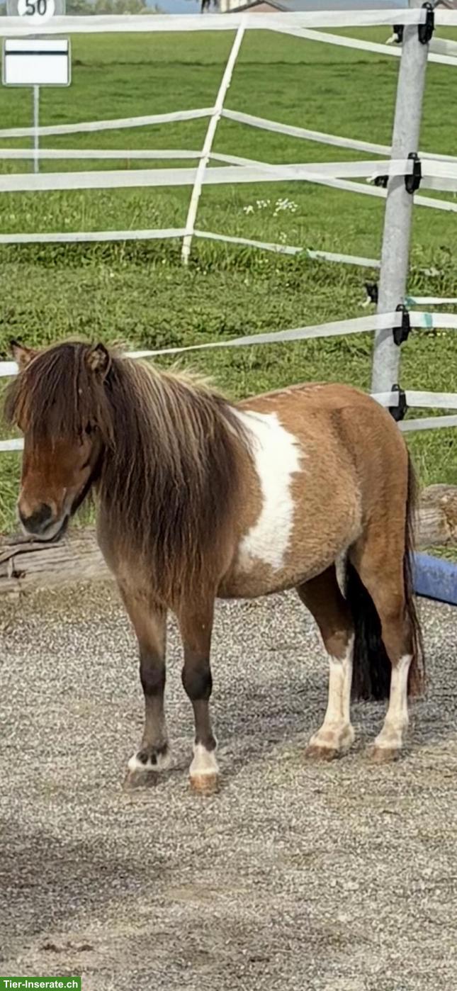Kleine süsse Mini Shetty Stute