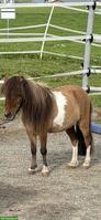 Kleine süsse Mini Shetty Stute