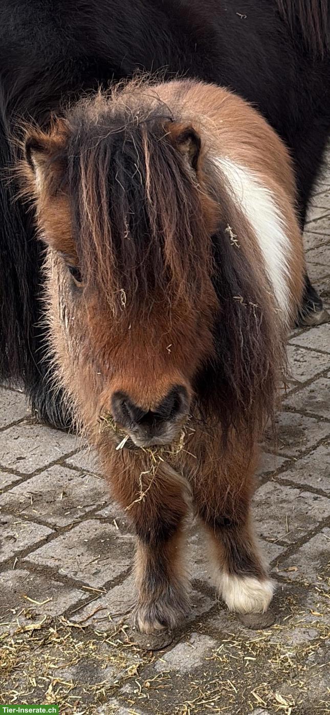 Bild 3: Kleine süsse Mini Shetty Stute