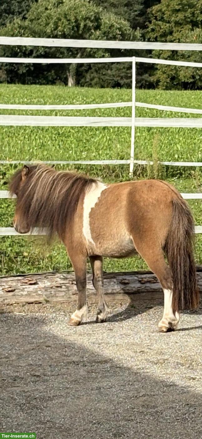 Bild 4: Kleine süsse Mini Shetty Stute