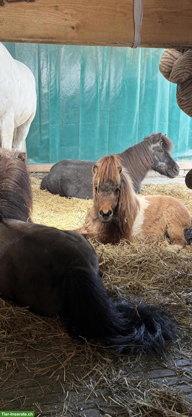 Bild 5: Kleine süsse Mini Shetty Stute