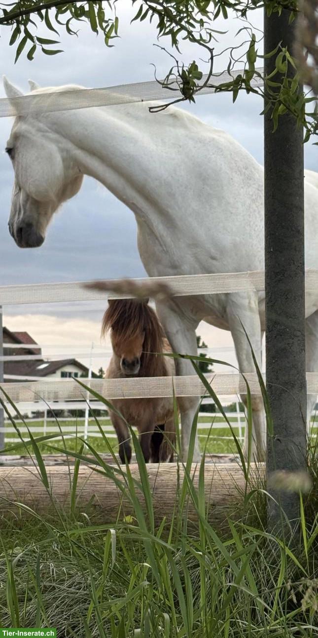 Bild 6: Kleine süsse Mini Shetty Stute