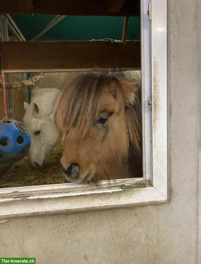 Bild 7: Kleine süsse Mini Shetty Stute