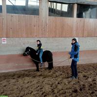 Reitunterricht bei Ihnen Zuhause