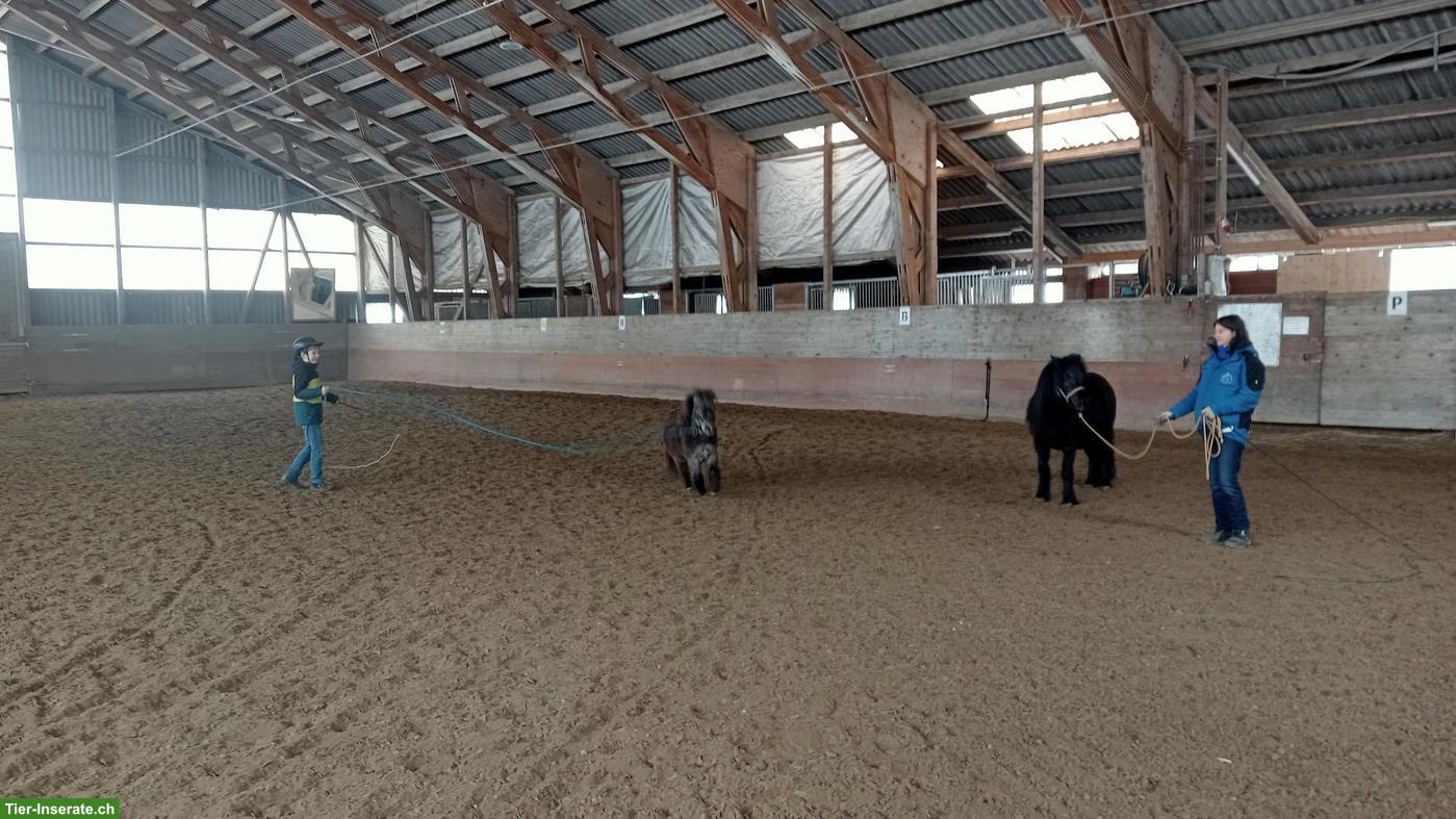 Bild 3: Reitunterricht bei Ihnen Zuhause