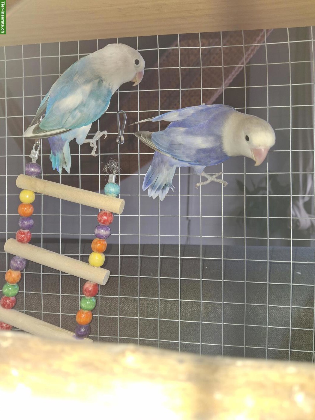 Oiseaux à vendre, Espèce inséparable