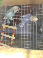 Oiseaux à vendre, Espèce inséparable